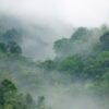 Rebel Walls pilttapeet Misty Forest R15062