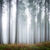 Rebel Walls pilttapeet Forest Glade R15201