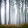 Rebel Walls pilttapeet Forest Glade R15201
