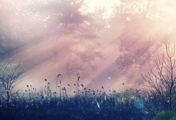 Rebel Walls pilttapeet Pink Dawn R15361