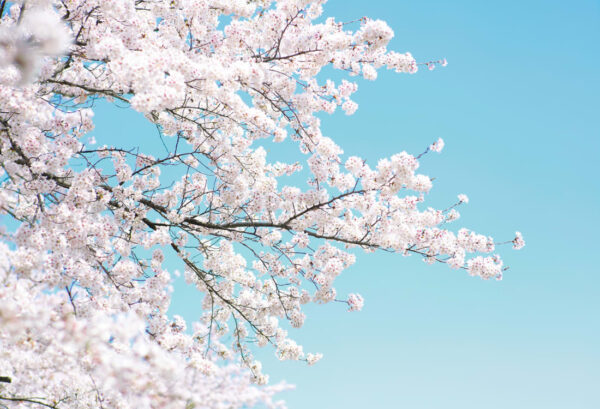 r15541_product Rebel Walls pilttapeet Cherry Tree R15541