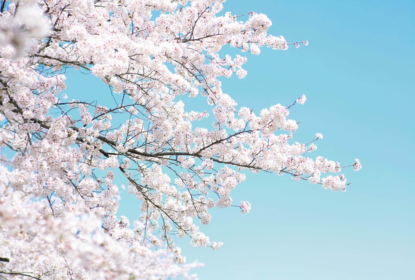 Rebel Walls pilttapeet Cherry Tree R15541