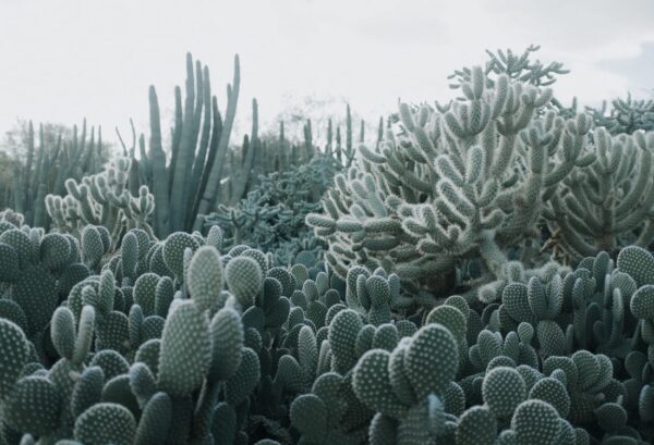 Rebel Walls pilttapeet Cacti R15611