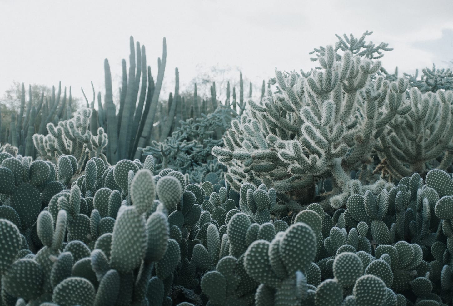 r15611_product Rebel Walls pilttapeet Cacti R15611