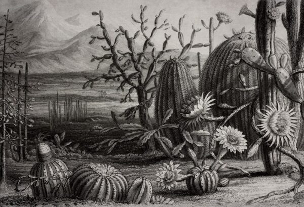 Rebel Walls pilttapeet Cactus Garden R15741