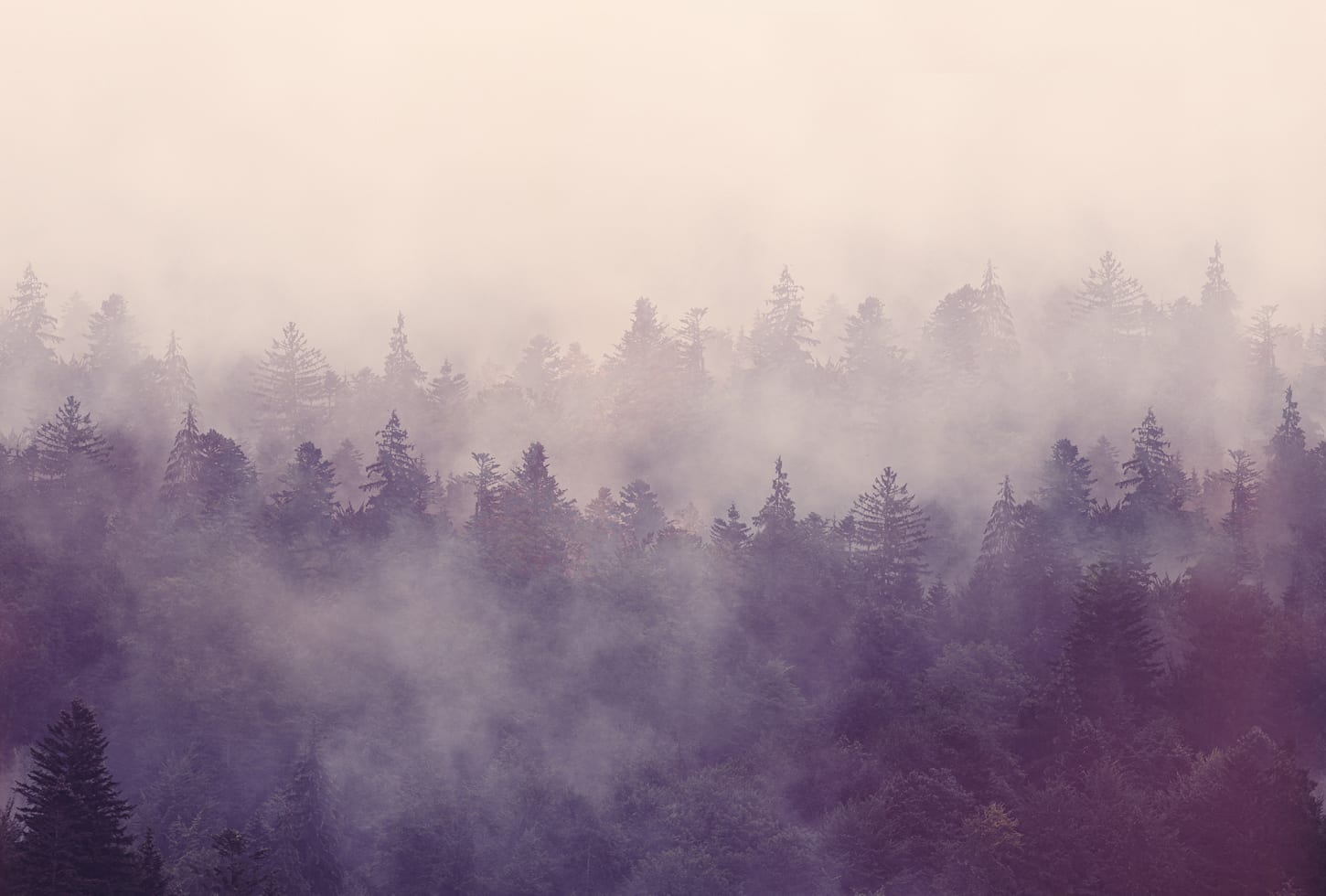 Rebel Walls pilttapeet Fir Forest R16001