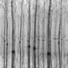 Rebel Walls pilttapeet Birch Echo R16061