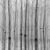 Rebel Walls pilttapeet Birch Echo R16061
