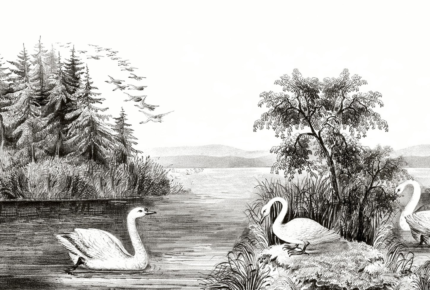Rebel Walls pilttapeet Swan Lake R16221