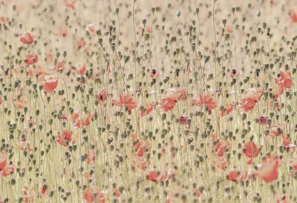 Rebel Walls pilttapeet Poppies R16391