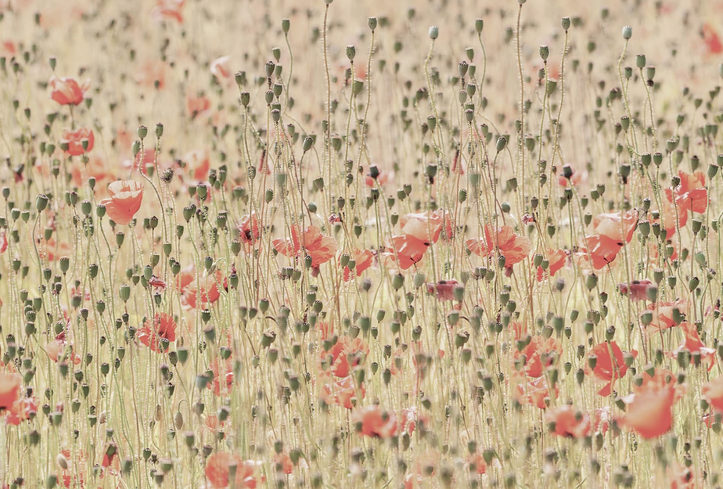 r16391_product Rebel Walls pilttapeet Poppies R16391