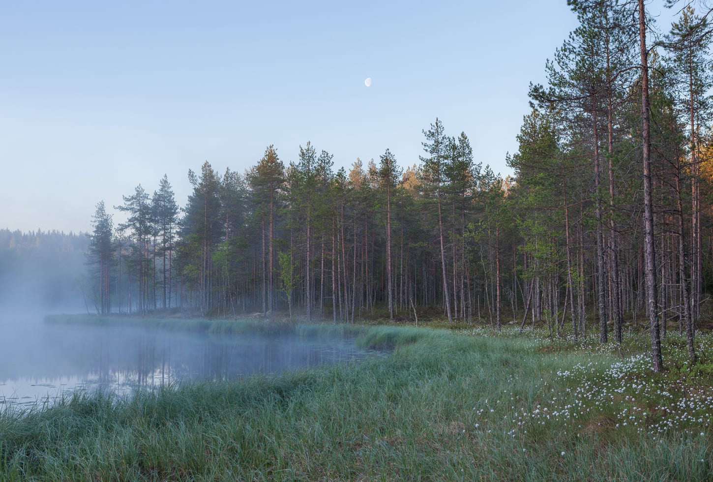 Rebel Walls pilttapeet Forest Lake R16421