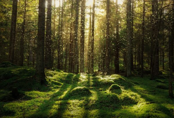 r16641_product Rebel Walls pilttapeet Forest Bath R16641