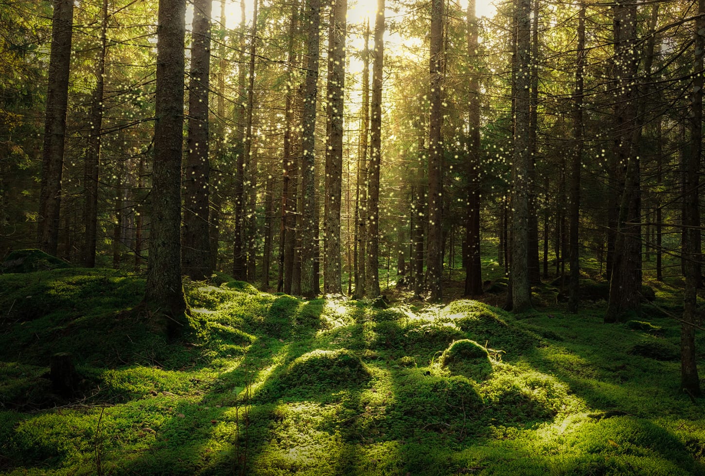 Rebel Walls pilttapeet Forest Bath R16641