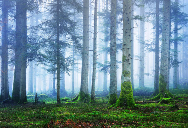 r16661_product Rebel Walls pilttapeet Blue Forest R16661