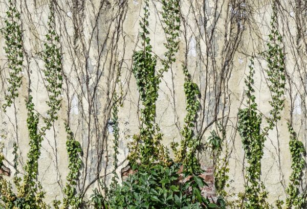 Rebel Walls pilttapeet Climbing Ivy R17191