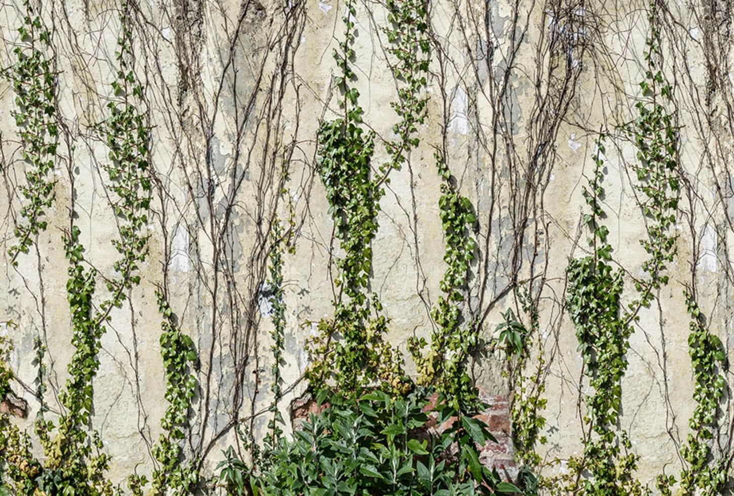 Rebel Walls pilttapeet Climbing Ivy R17191