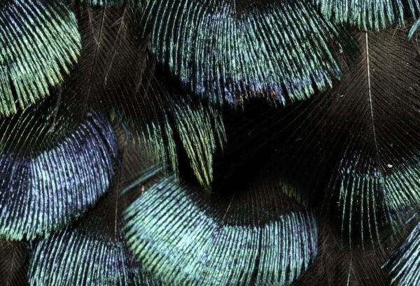Rebel Walls tapeet Petite Peacock Plumage, Opal R18553