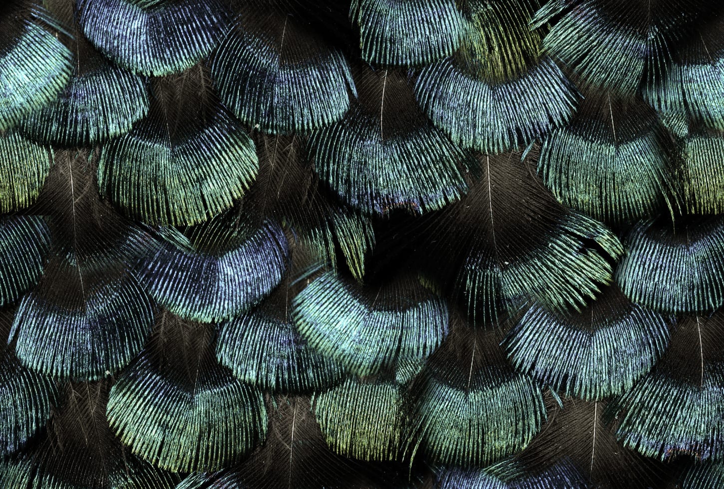 Rebel Walls tapeet Petite Peacock Plumage, Opal R18553