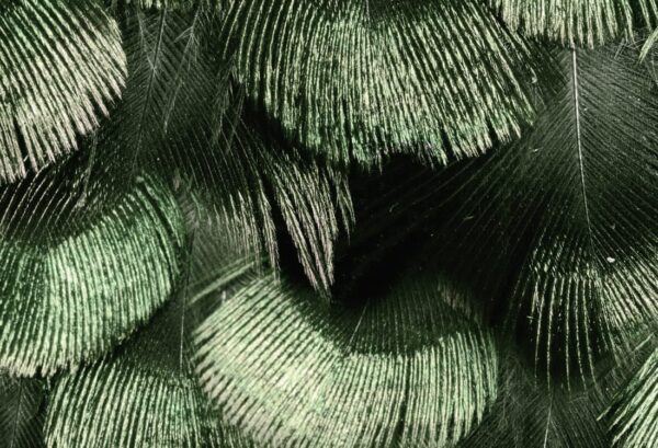 Rebel Walls tapeet Petite Peackock Plumage, Jade R18554