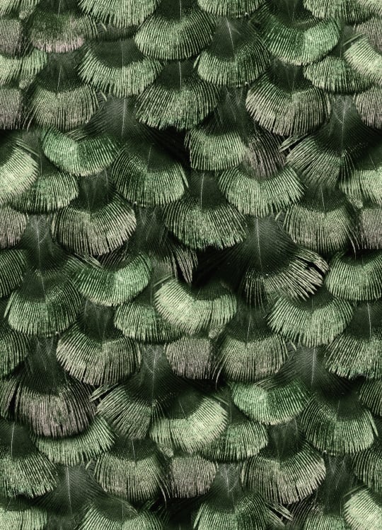 Rebel Walls tapeet Petite Peackock Plumage, Jade R18554