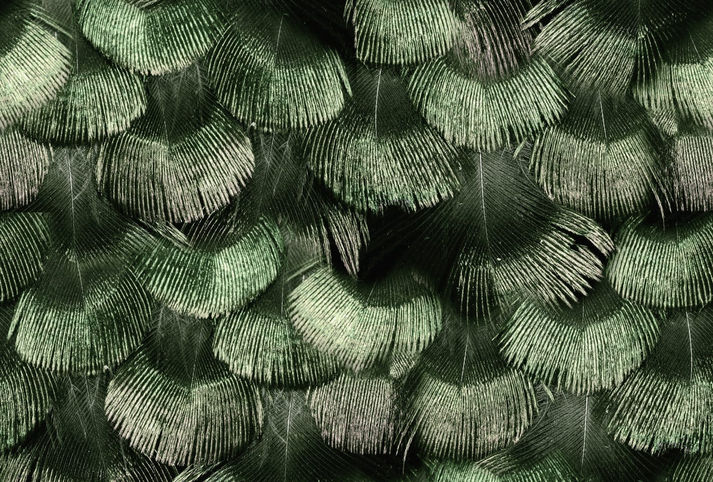 Rebel Walls tapeet Petite Peackock Plumage, Jade R18554