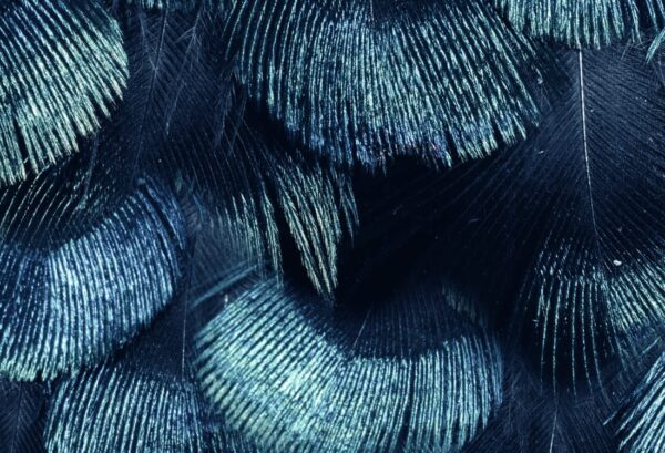 Rebel Walls tapeet Petite Peacock Plumage, Teal R18555