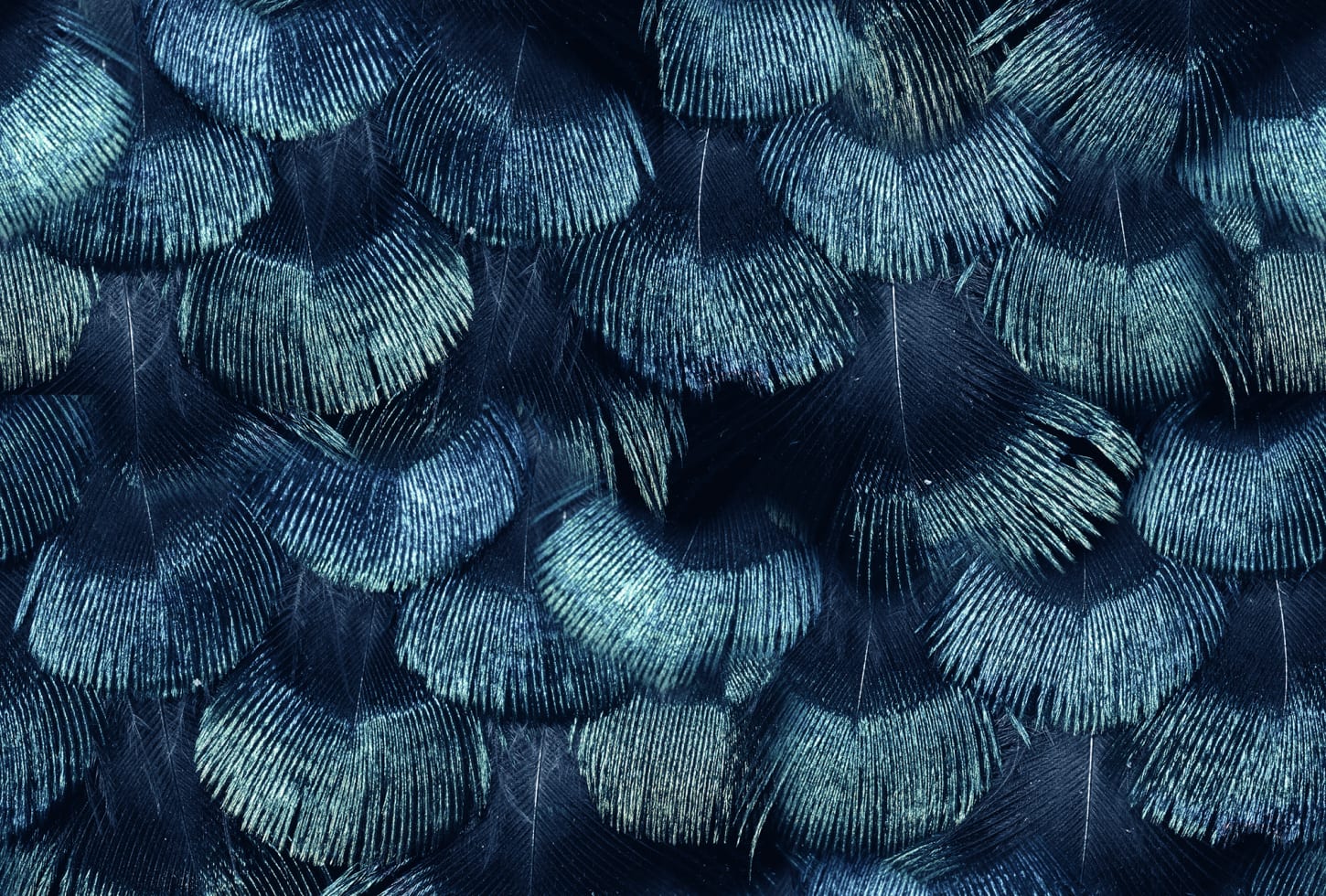 Rebel Walls tapeet Petite Peacock Plumage, Teal R18555