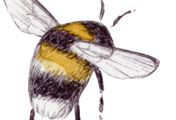 Rebel Walls pilttapeet Bumblebee, White R18640