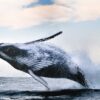 Rebel Walls pilttapeet Whale Song R19008