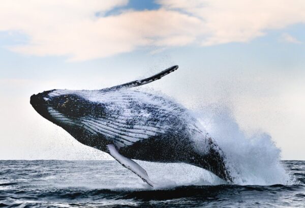 Rebel Walls pilttapeet Whale Song R19008