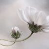 Rebel Walls pilttapeet White Flower R19025