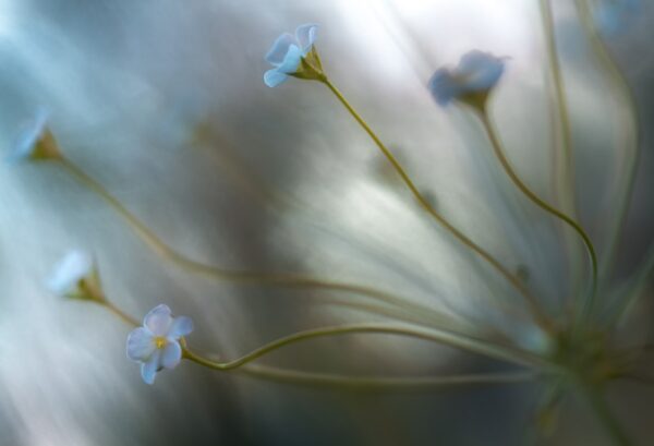 r19044_product Rebel Walls pilttapeet Forget Me Not R19044