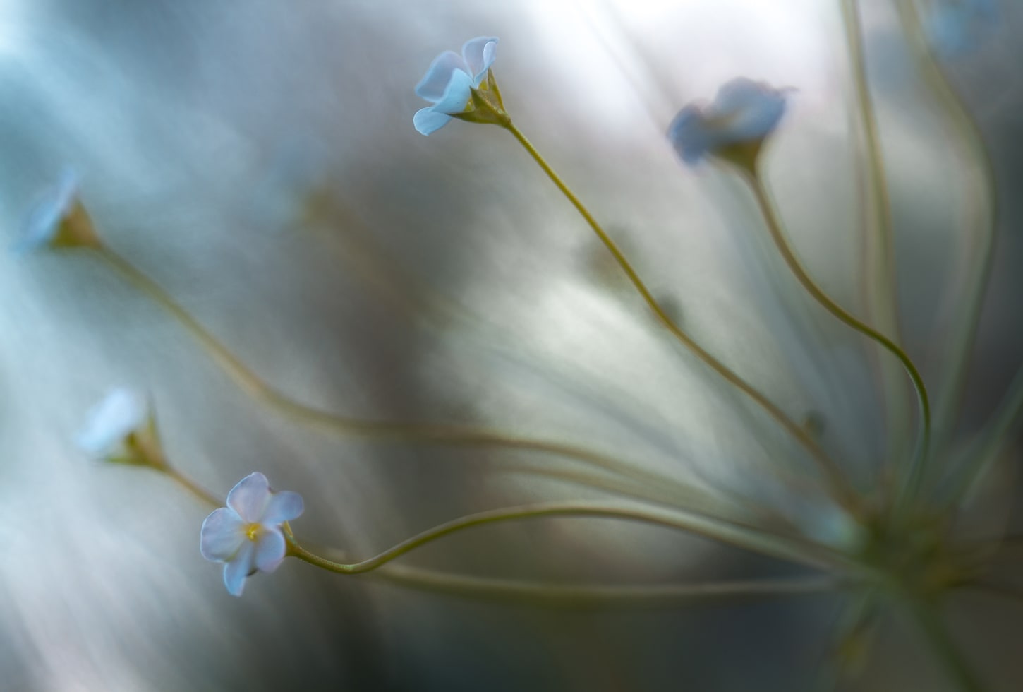 Rebel Walls pilttapeet Forget Me Not R19044