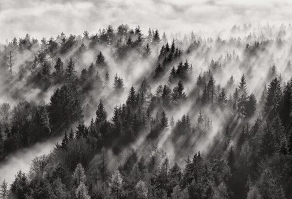 Rebel Walls pilttapeet Foggy Forest R19060