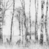 Rebel Walls pilttapeet Birch Trees R19070
