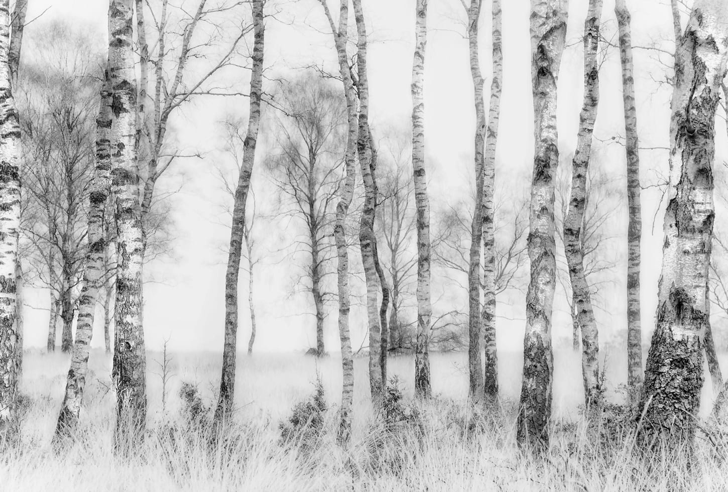 Rebel Walls pilttapeet Birch Trees R19070