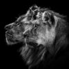 Rebel Walls pilttapeet Lion Duo R19100