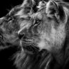 Rebel Walls pilttapeet Lion Duo R19100