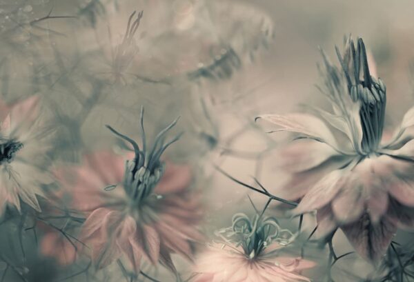 Rebel Walls pilttapeet Vintage Blossoms R19103