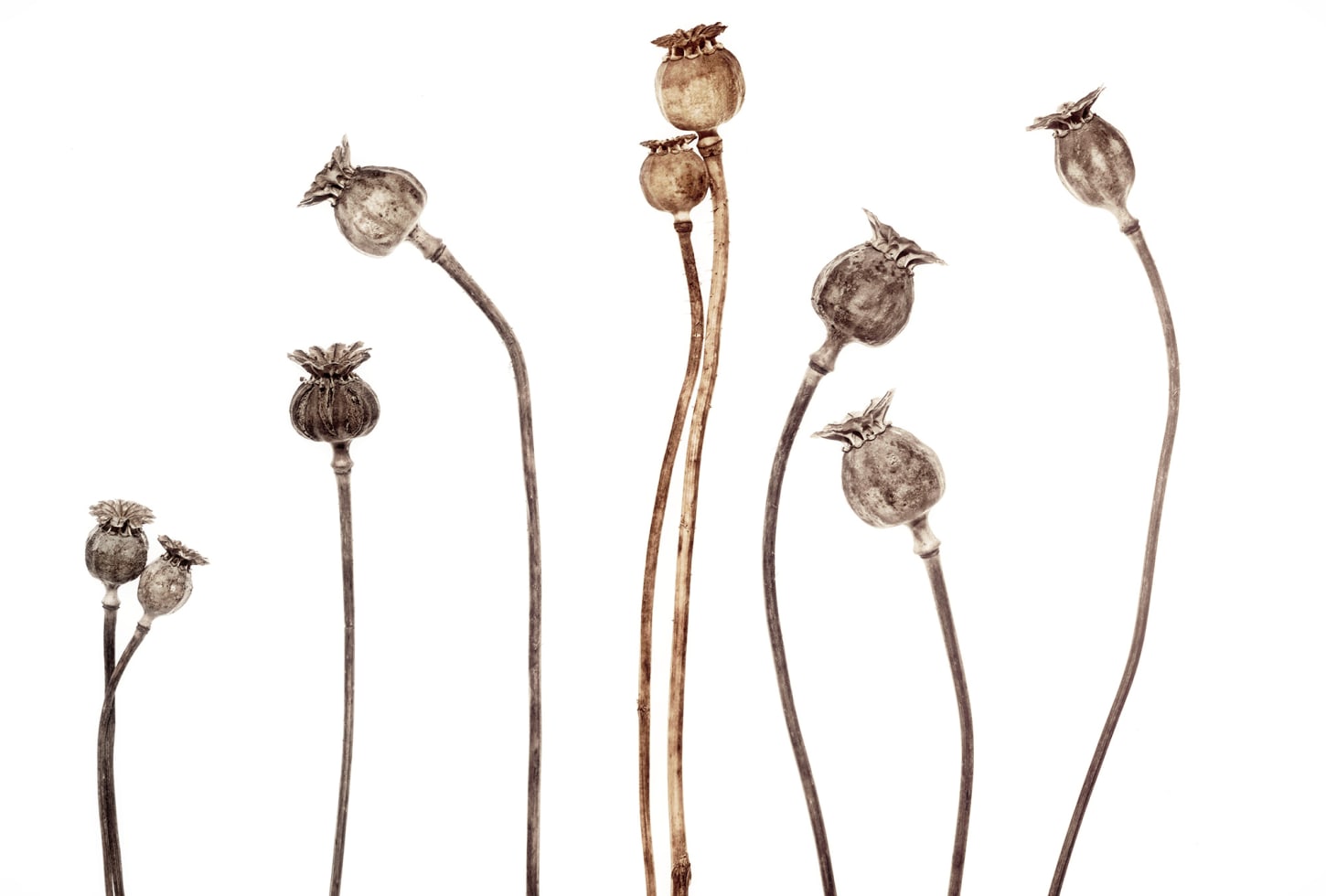 r19109_product Rebel Walls pilttapeet Poppy Capsules R19109