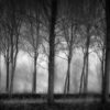 Rebel Walls pilttapeet Row Of Trees R19126