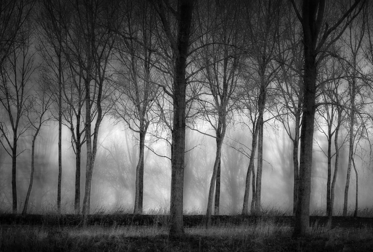 Rebel Walls pilttapeet Row Of Trees R19126