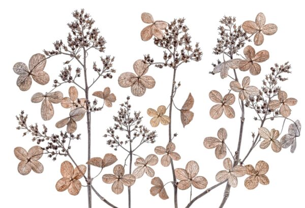 Rebel Walls pilttapeet Dried Flowers R19128