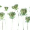Rebel Walls pilttapeet Wild Carrot R19138