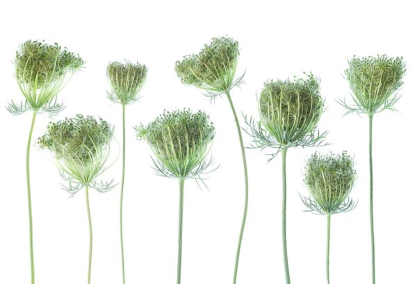Rebel Walls pilttapeet Wild Carrot R19138