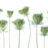 Rebel Walls pilttapeet Wild Carrot R19138