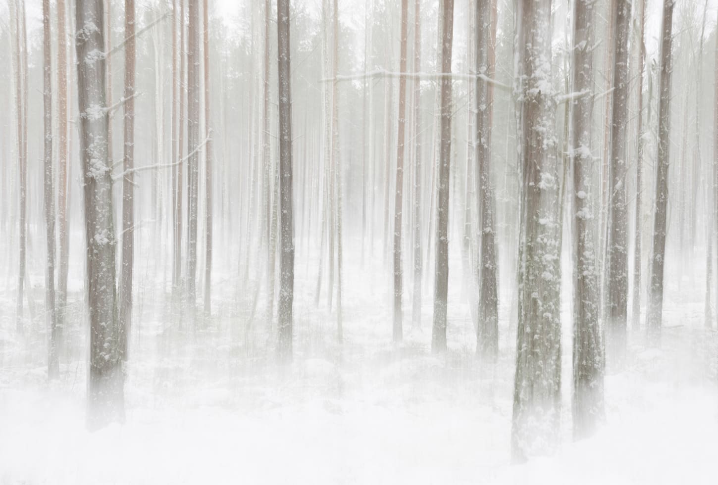 Rebel Walls pilttapeet Winter Forest R19140