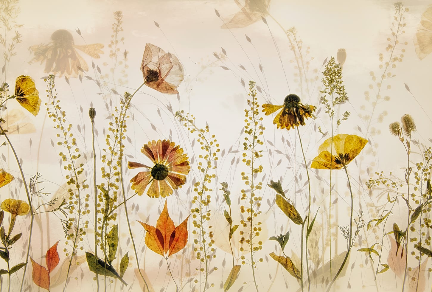 Rebel Walls pilttapeet Midsummer Meadow R19141