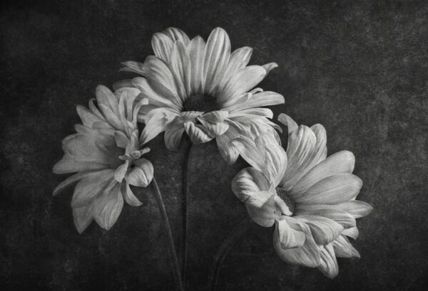 Rebel Walls pilttapeet Graphic Flowers R19144